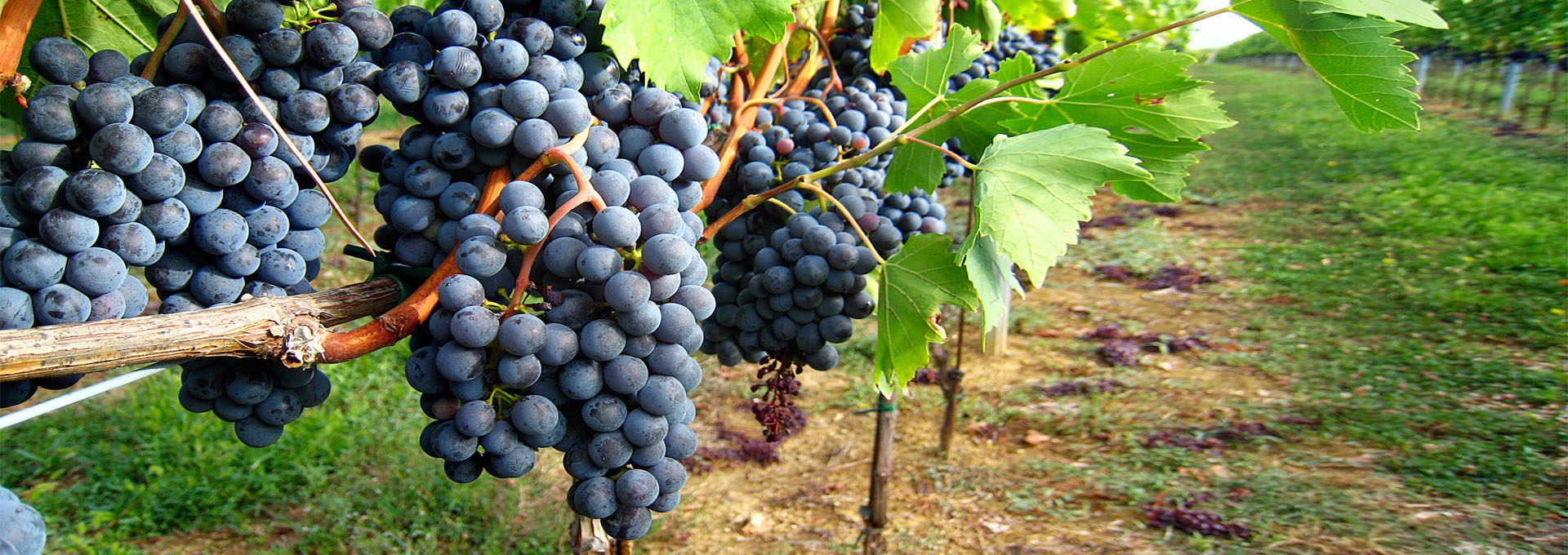 Famous on the grapevine: Sangiovese