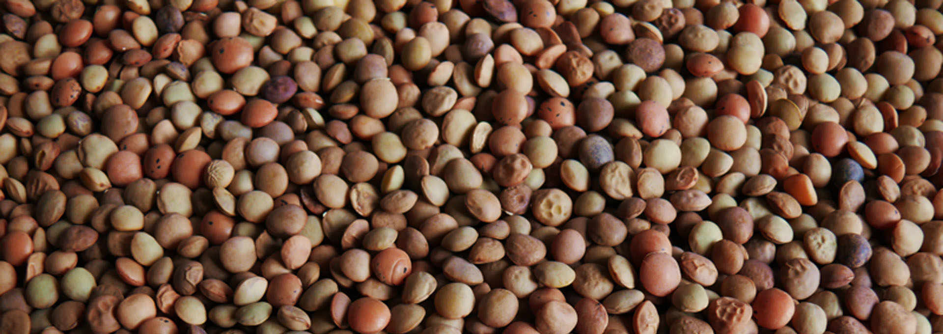 Lentils: Protein-Rich Food from The Fields