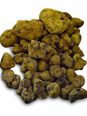 Truffle: The Forgotten Riches of Abruzzo