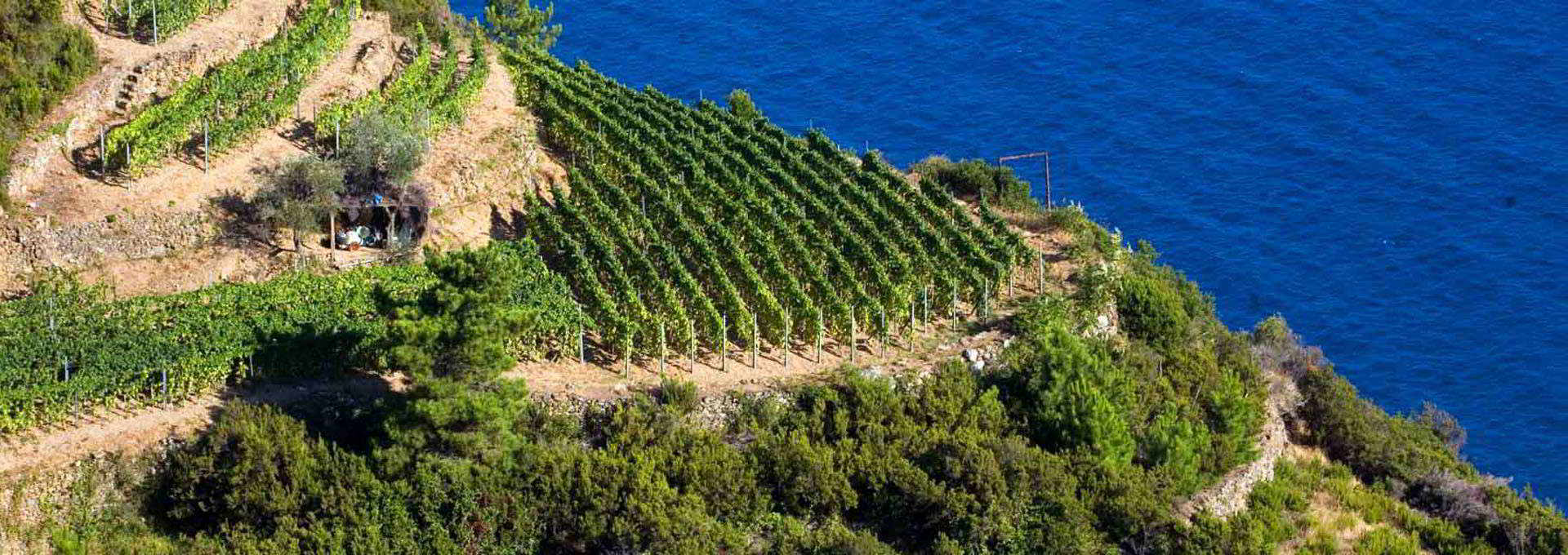 Sciacchetrà Passito Wine: The Nectar of The Cinque Terre