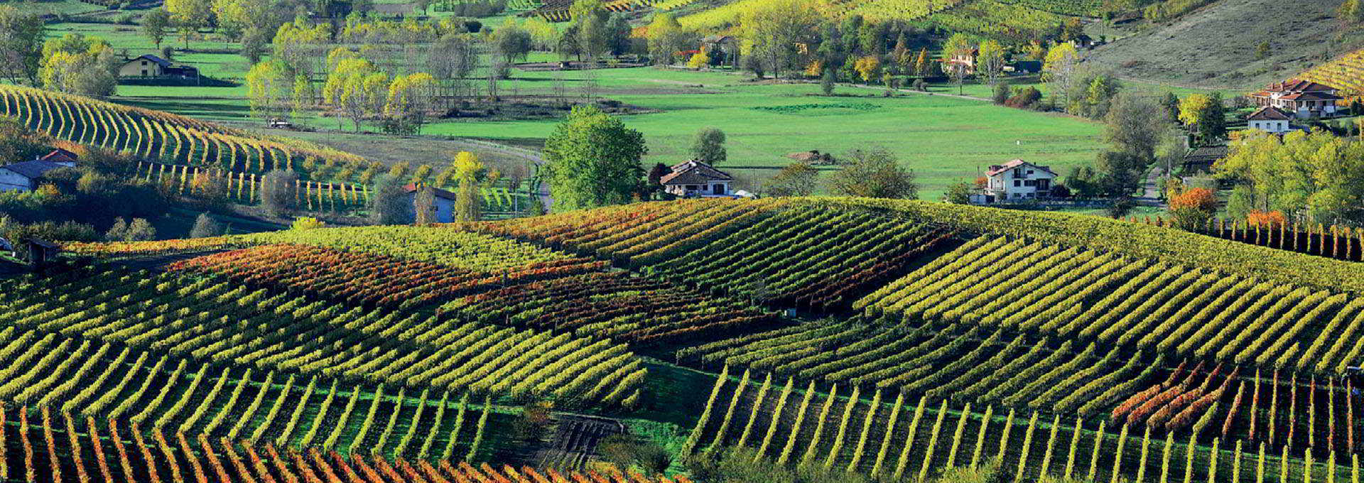 Monferrato Wines 