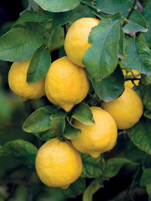 The Siracusa Lemon PGI