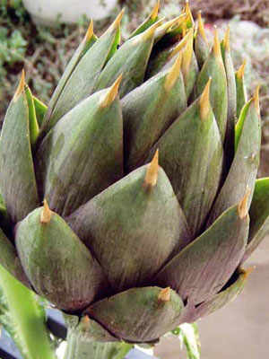 The Prickly, Yet Tender Artichoke of Sardinia