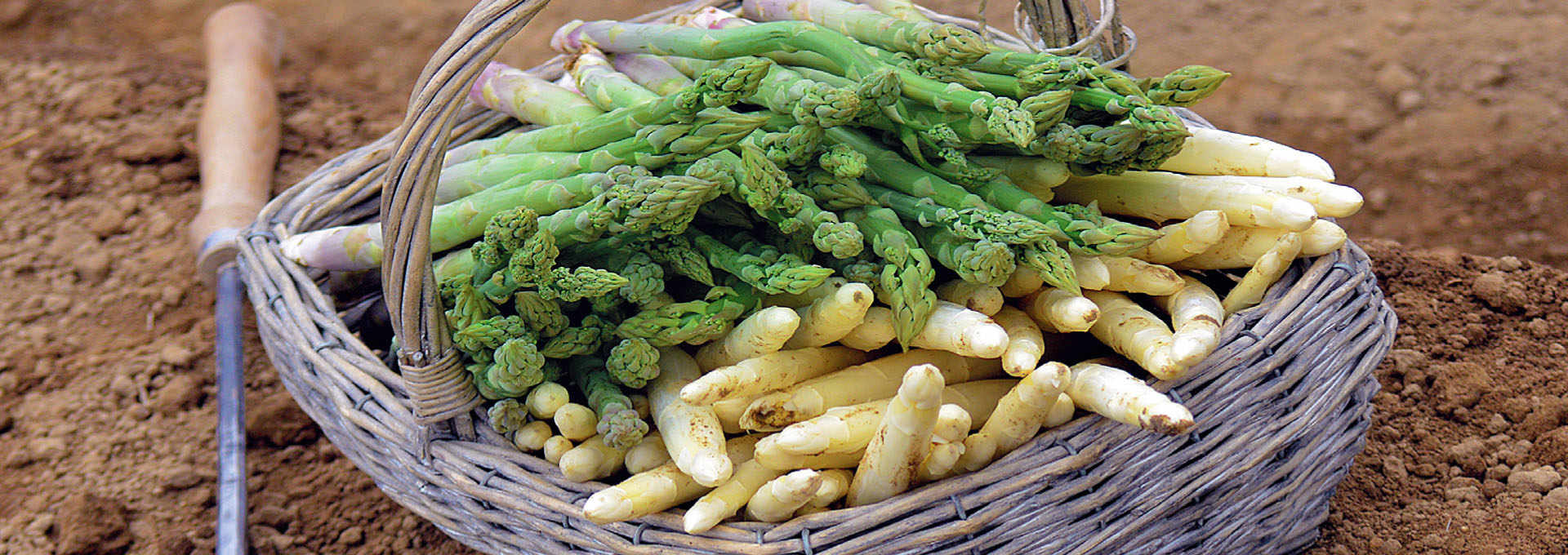 The White and Green Asparagus from Treviso