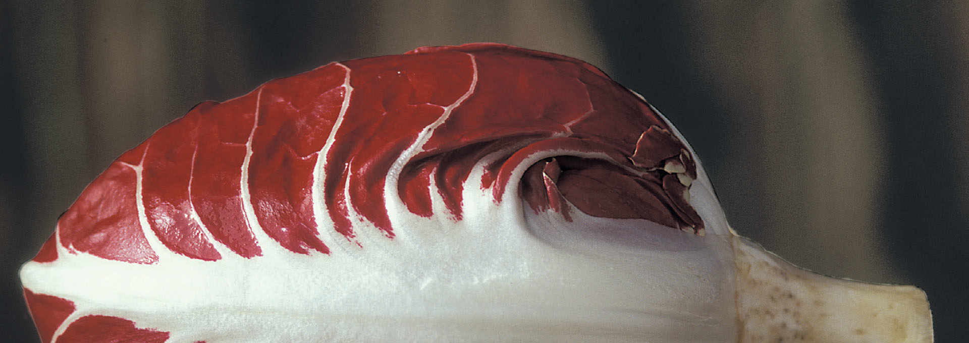 Radicchio of Verona, A Red Gem