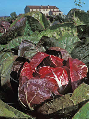 Radicchio of Verona, A Red Gem