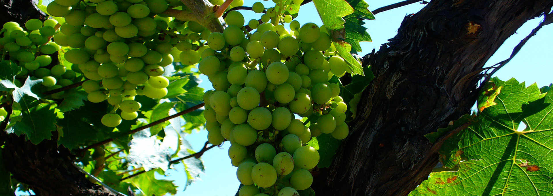 Est! Est!! Est!!! and Aleatico di Gradoli: the Legendary Wines of Viterbo