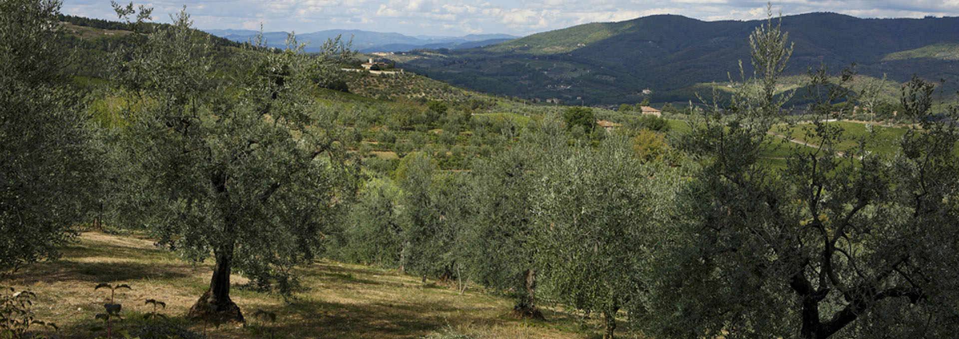 The Chianti and Terre di Siena PDOs