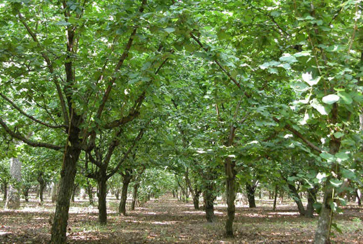 The Giffoni Hazelnut, the quintessence of flavour