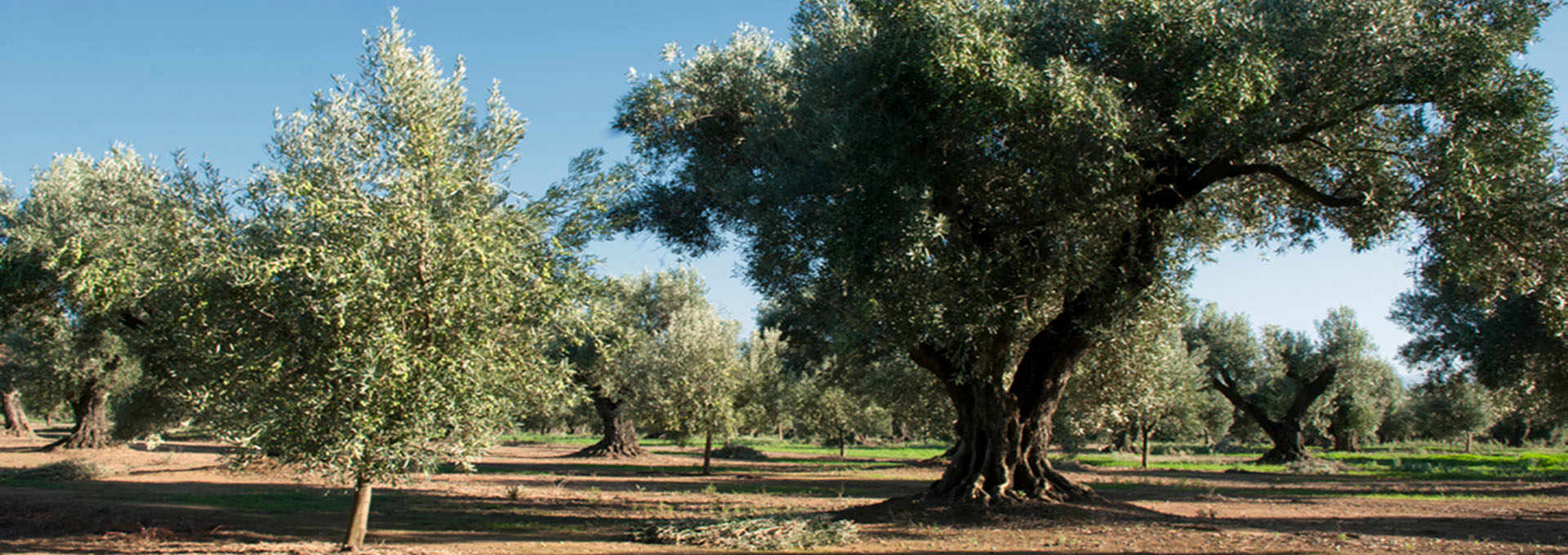 The Carolea Variety: The Queen of the Lametia PDO Extra-Virgin Olive Oil