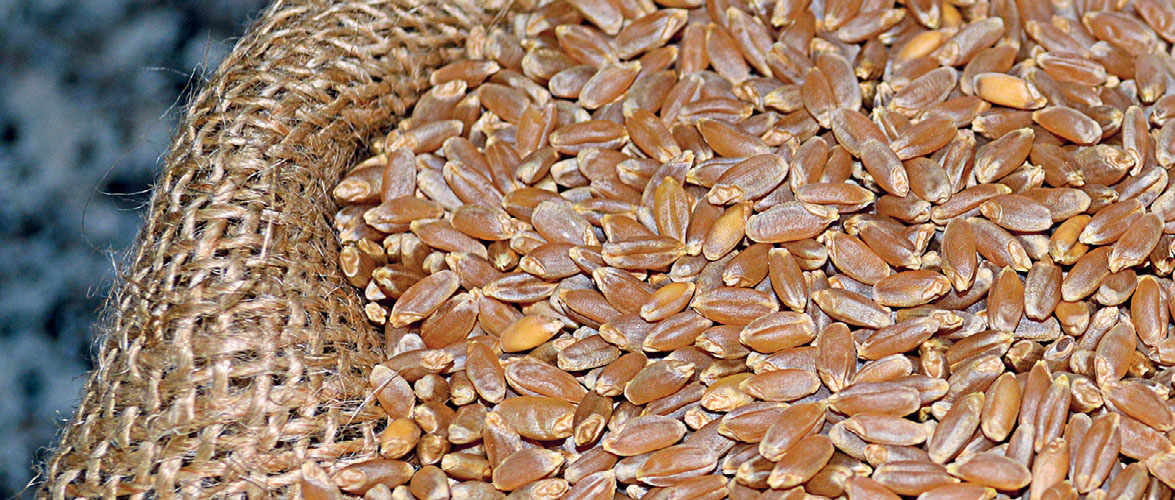 Ancient Wheat Packed With Goodness