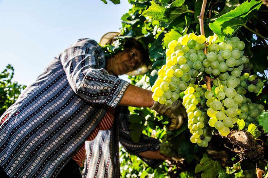 I Pàstini: a Winery in Itria Valley