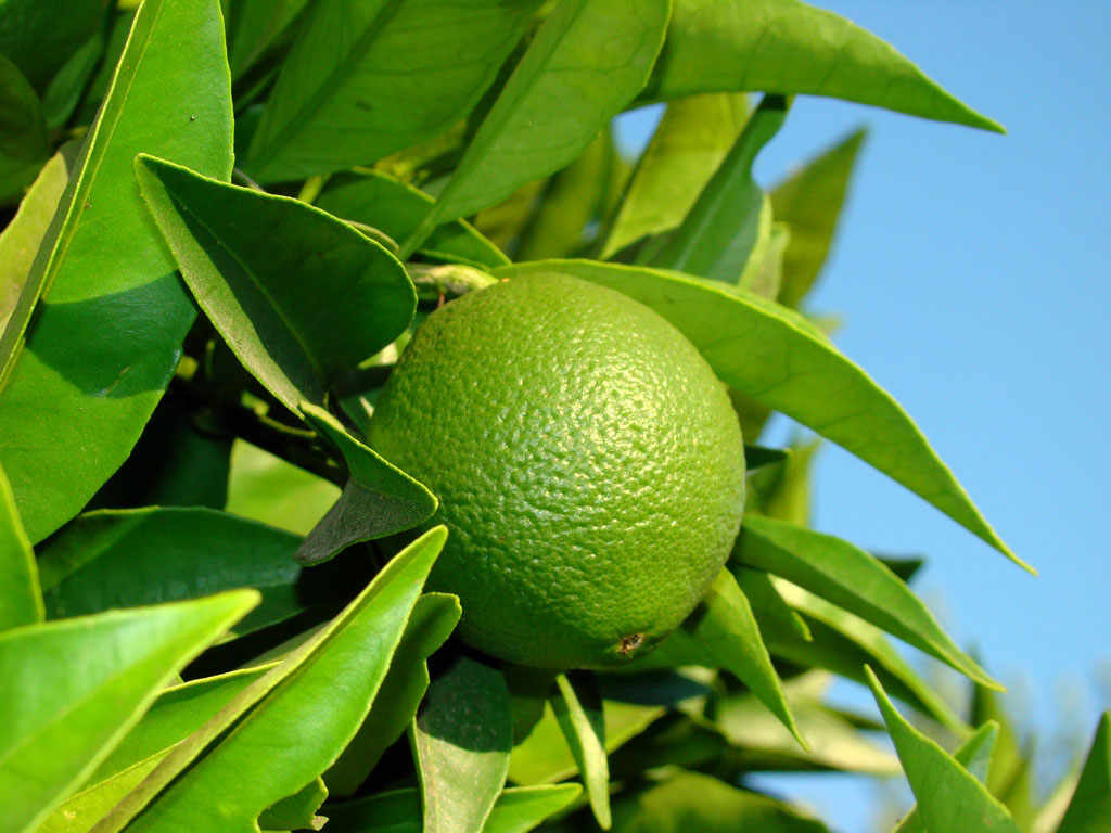 Calabrian Bergamot: the Scent of Tradition