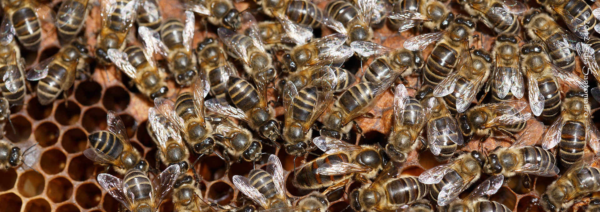 The Native Black Sicilian Bee Honey