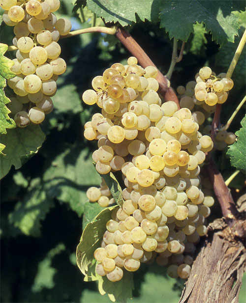 Vin Santo: Crystal Clear and Golden