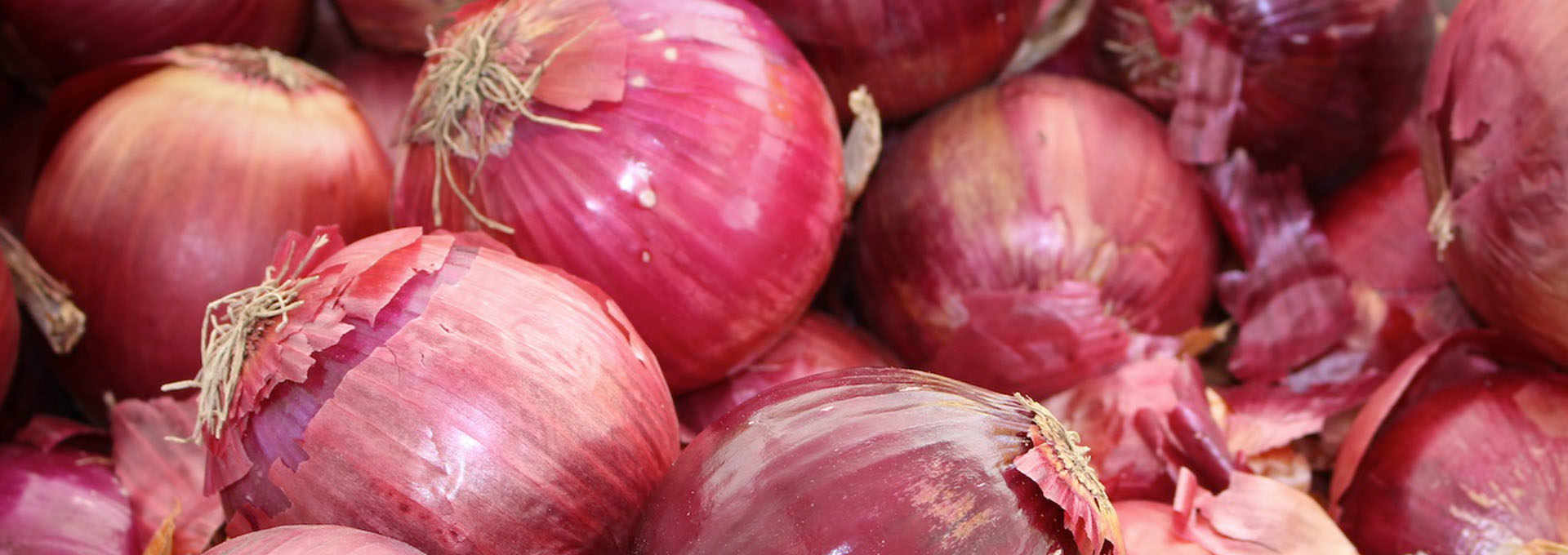 The Novel Onions of Certaldo, Tuscany