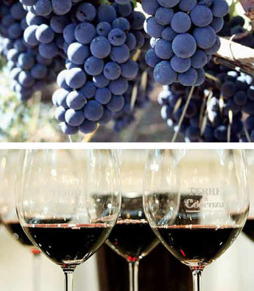 Terre di Cosenza Wine