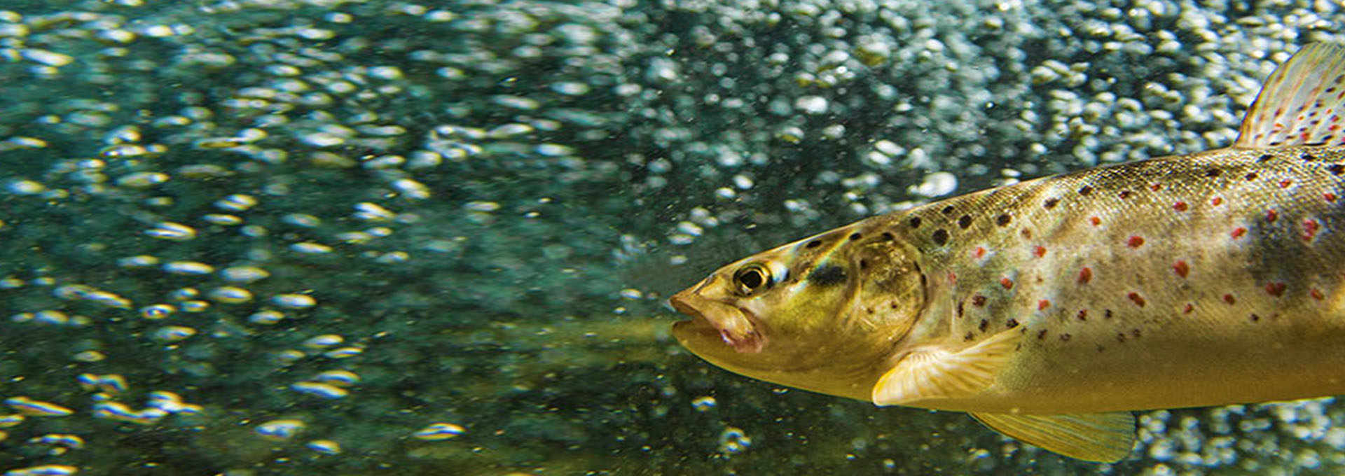 Friulian Trout: A Wriggling Delicacy