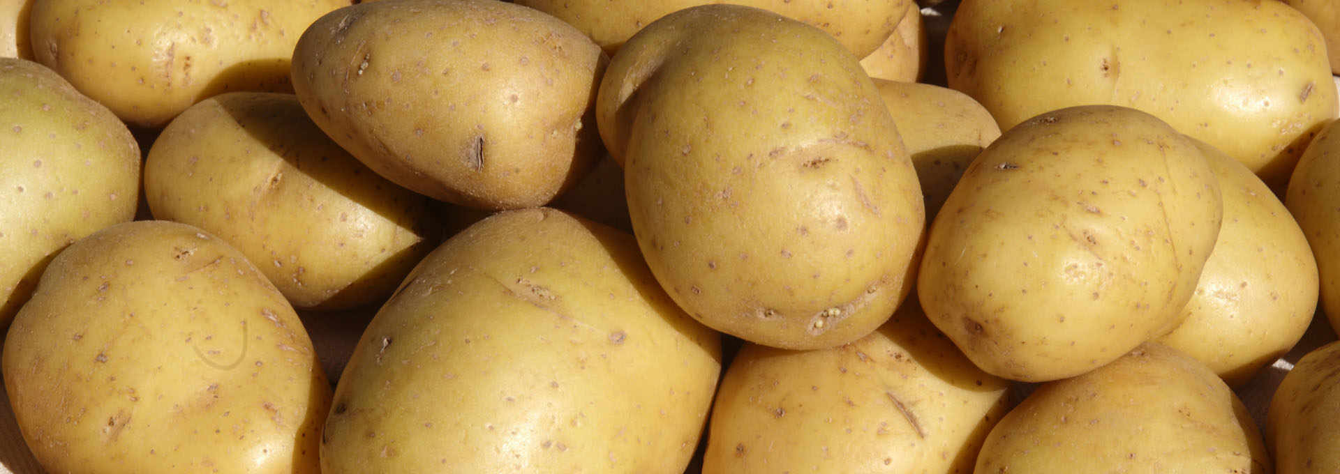 Montescudo Potatoes, small but versatile.