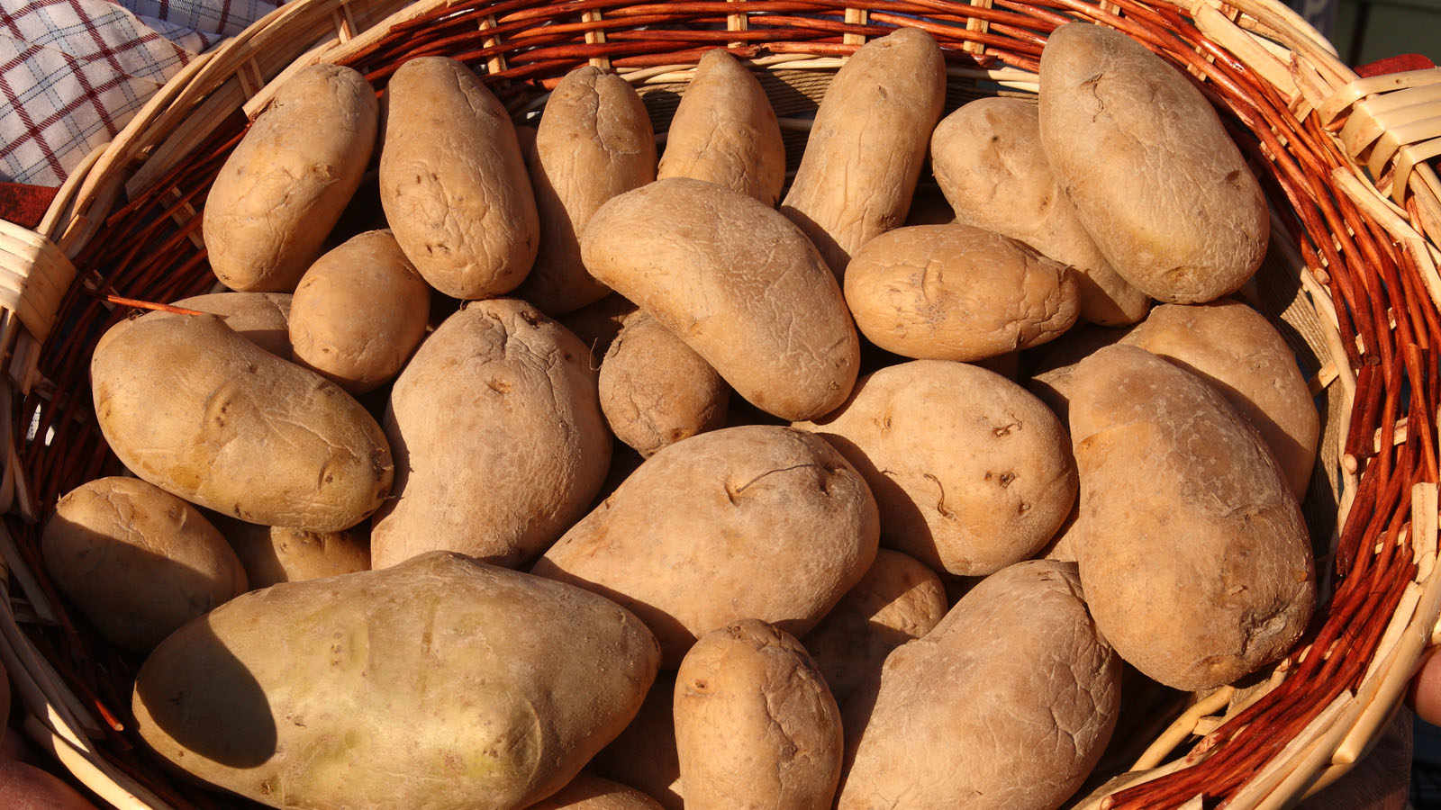 Montescudo Potatoes, small but versatile.