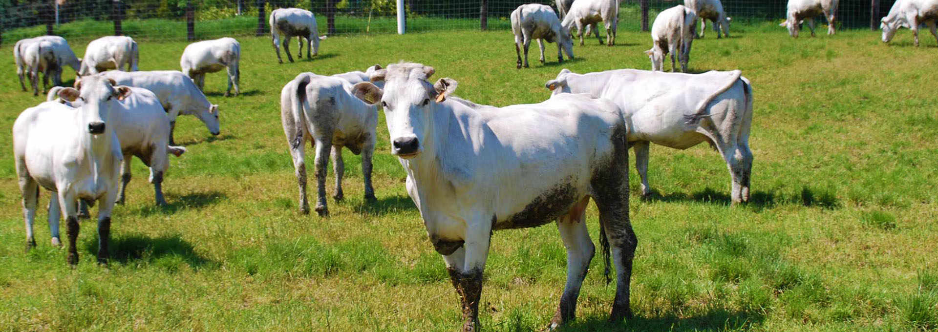 Organic Chianina Beef; Top of the Food Chain