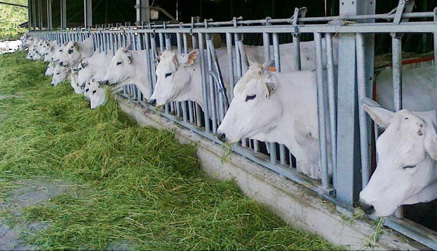 Organic Chianina Beef; Top of the Food Chain