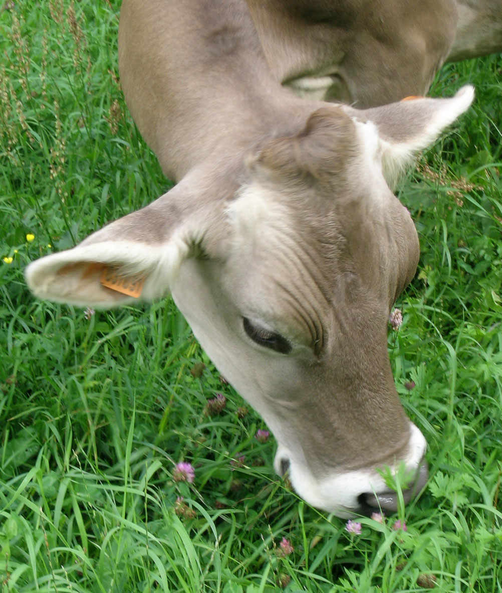 Val Brembana Cow
