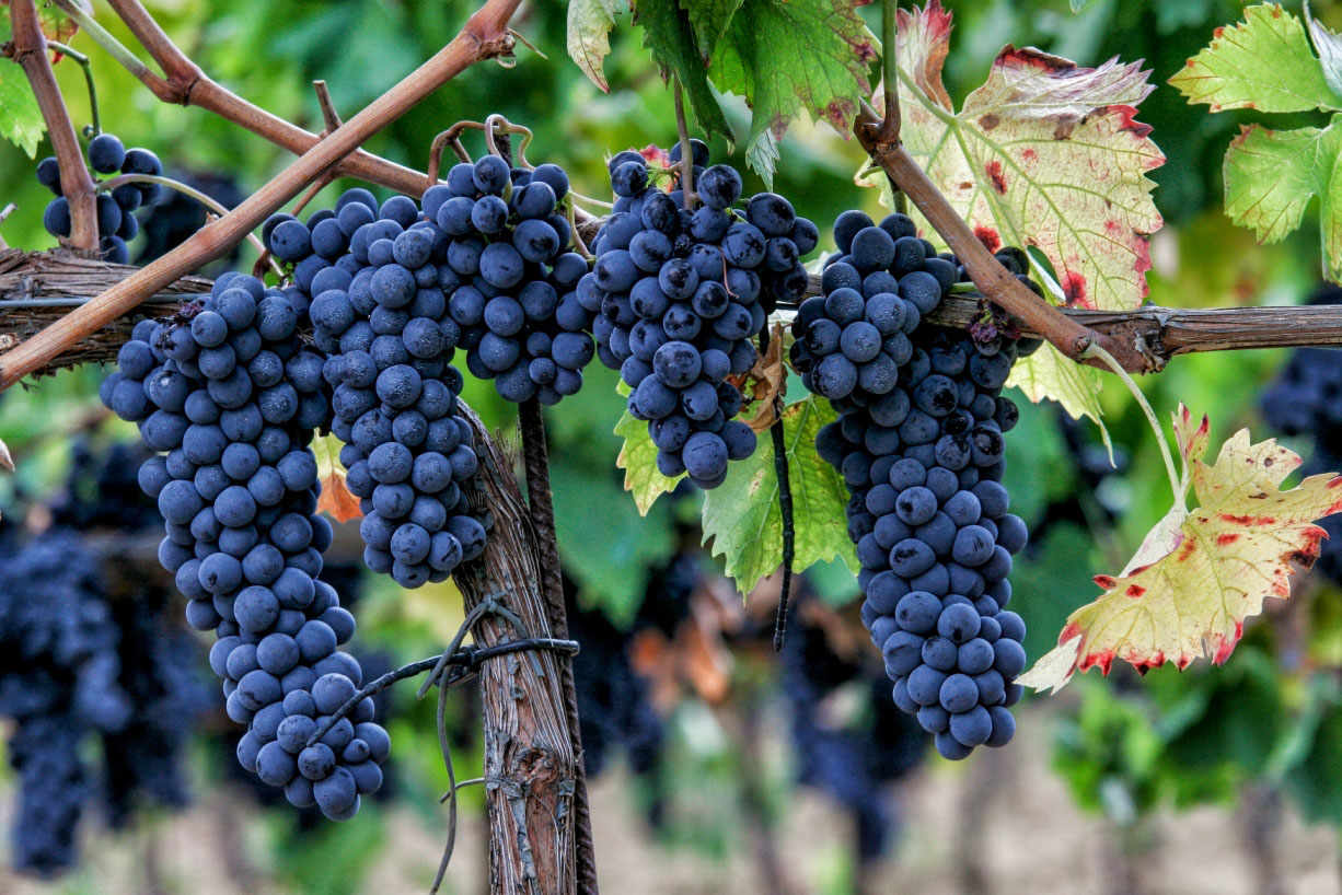 sagrantino's clusters