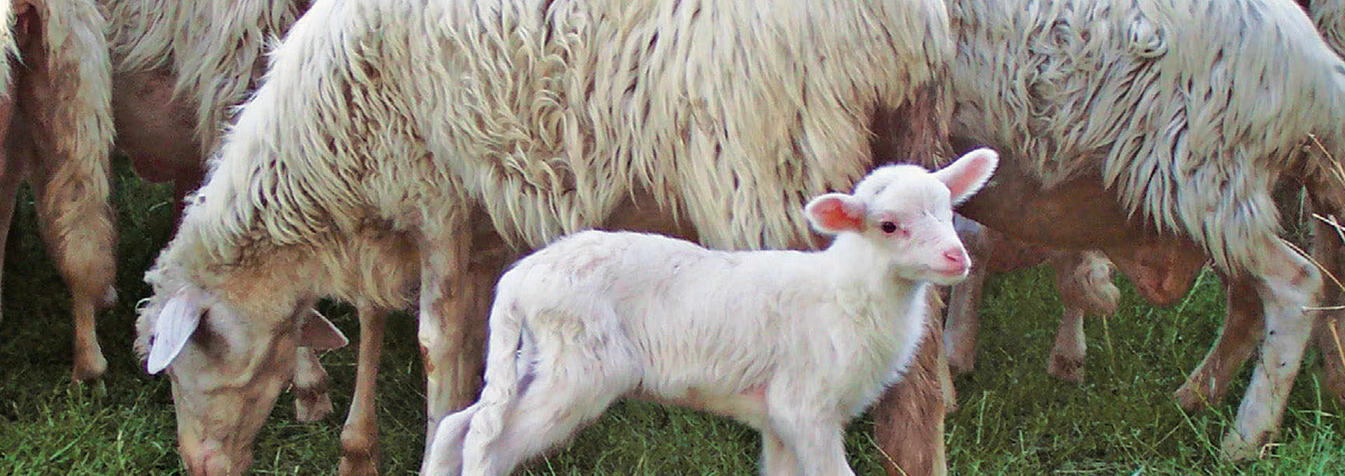 Sardinian Made Lamb – Highly Nutritious