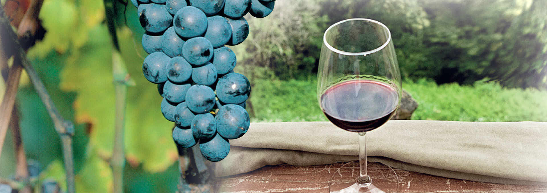 Refosco del Friuli, grapes and wine