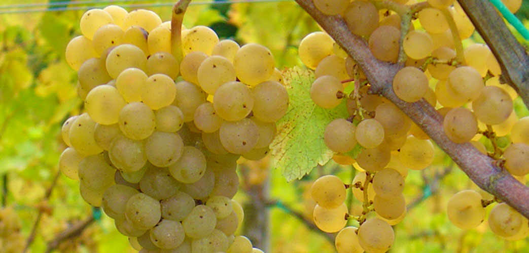Ribolla Gialla grapes