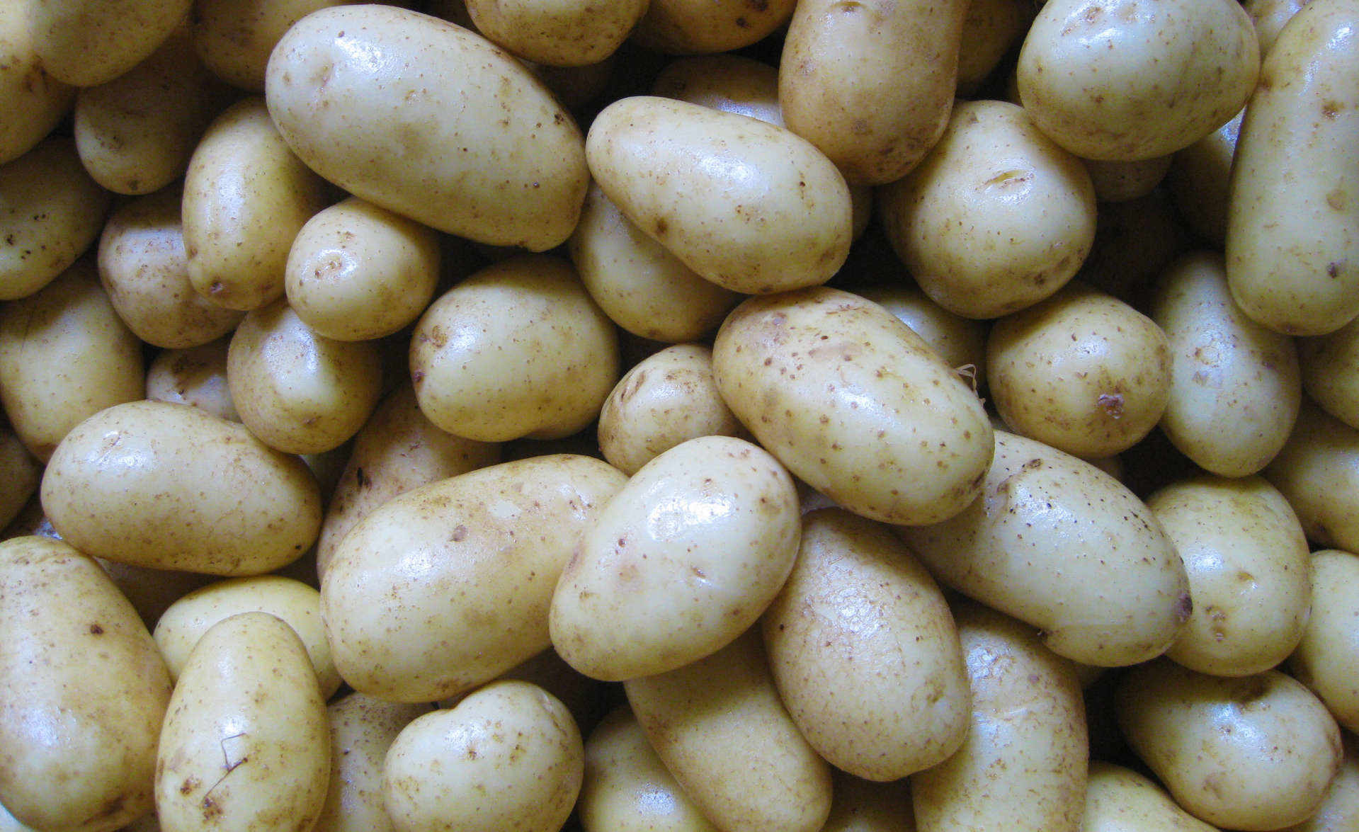 Tuscia. The area between Lake Bolsena, Tuscany and Umbria is blessed with one of the best soils for potato farming.