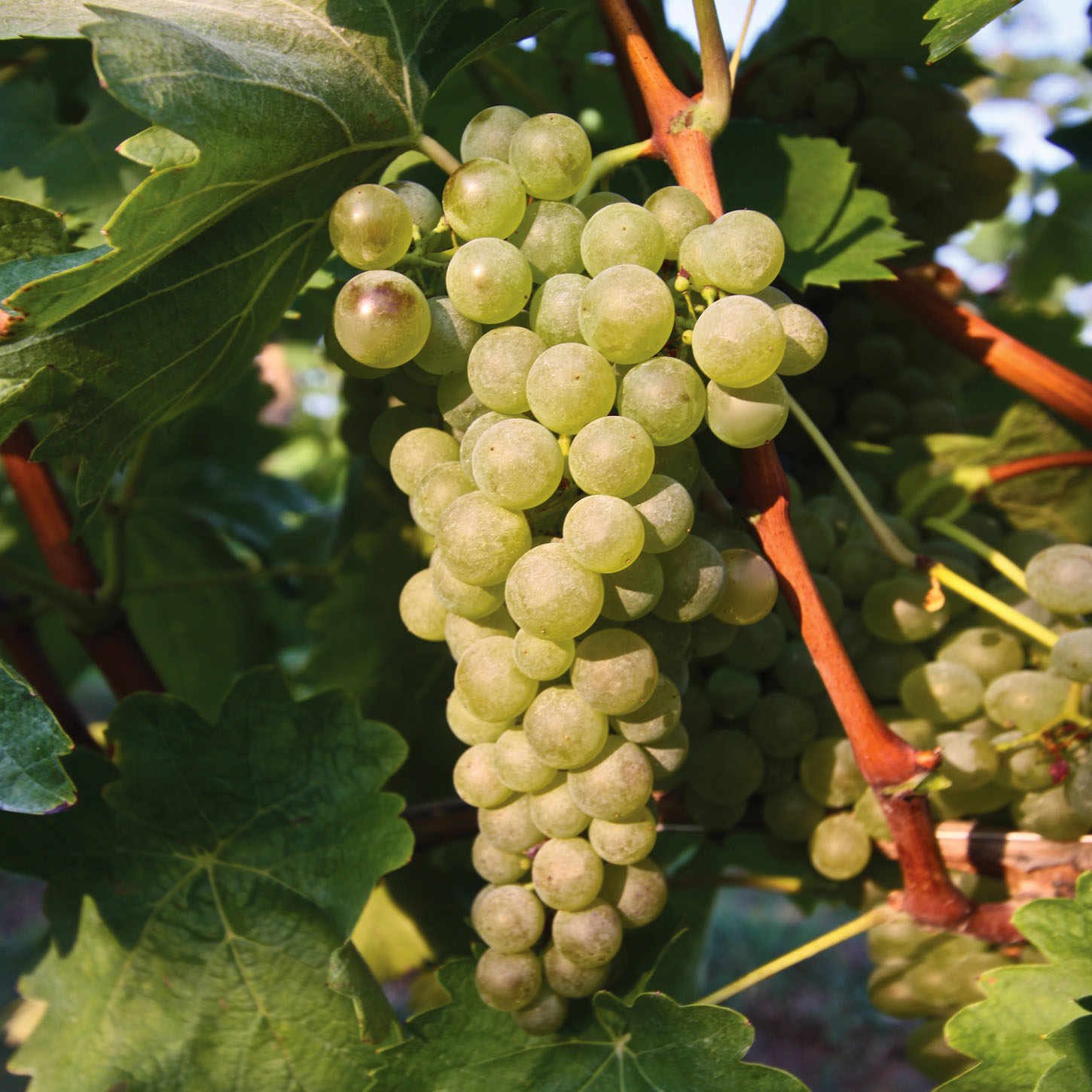 The grape base of Lugana is the Turbiana variety.