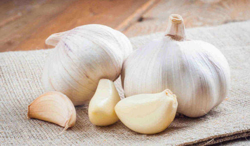 The panacean Voghiera Garlic.