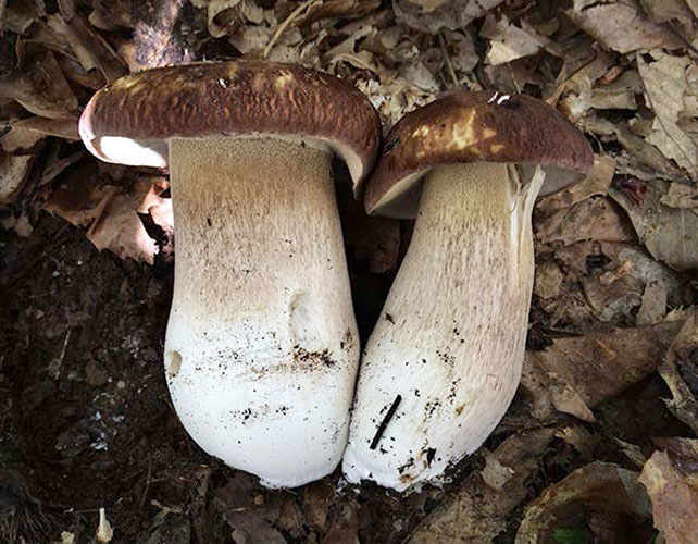 Aspromonte National Park: A Trove of Bounties
