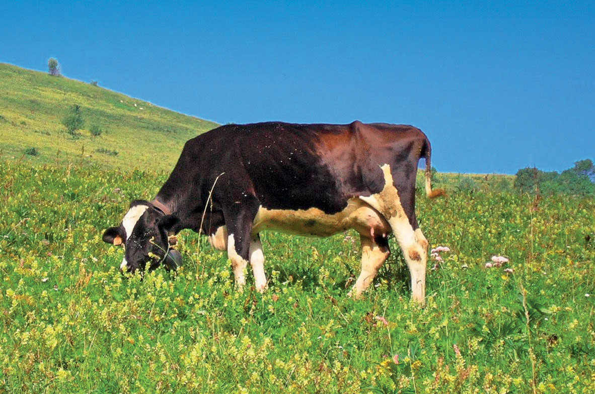 Morlacco del Grappa. Burlina cow.