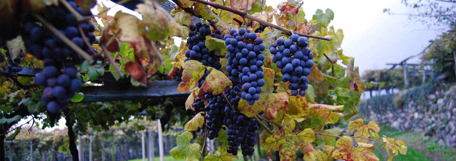 Carema, Red Wine Relaxation