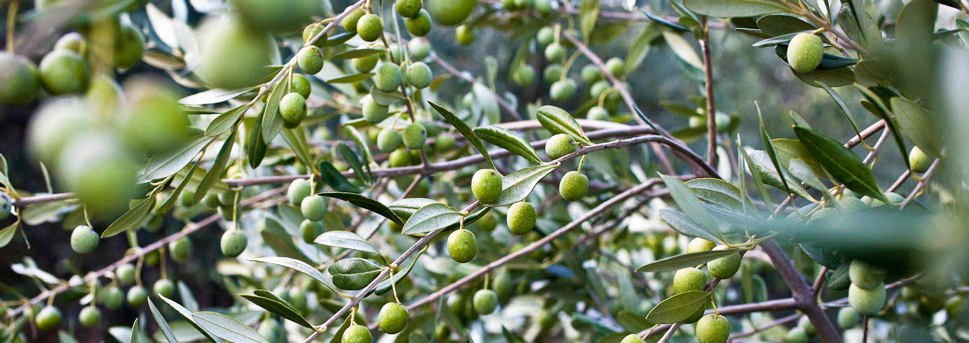 The Coratina Olive