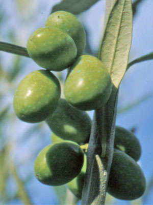 The Coratina Olive
