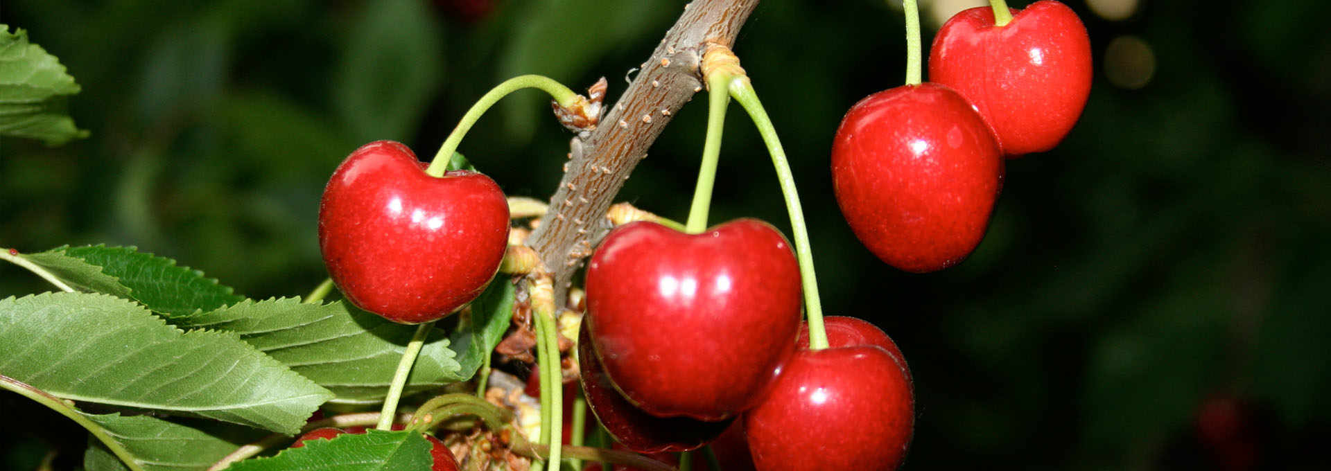 The Vignola Cherry