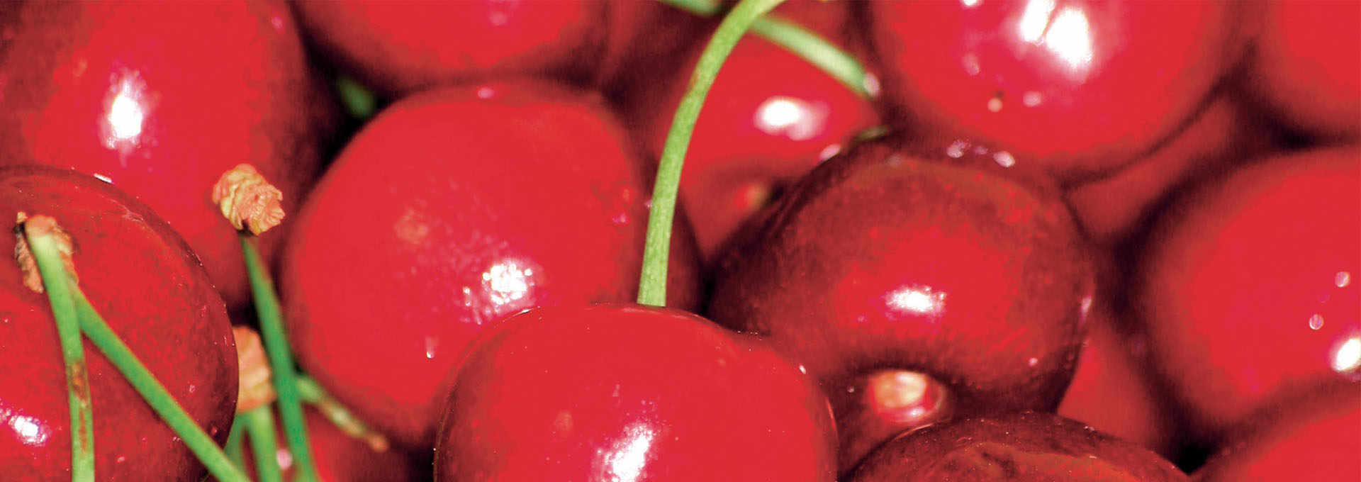 The Marostica Cherry
