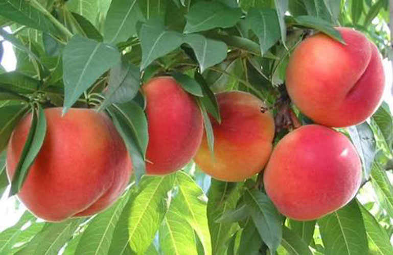 The Friulian Peach.