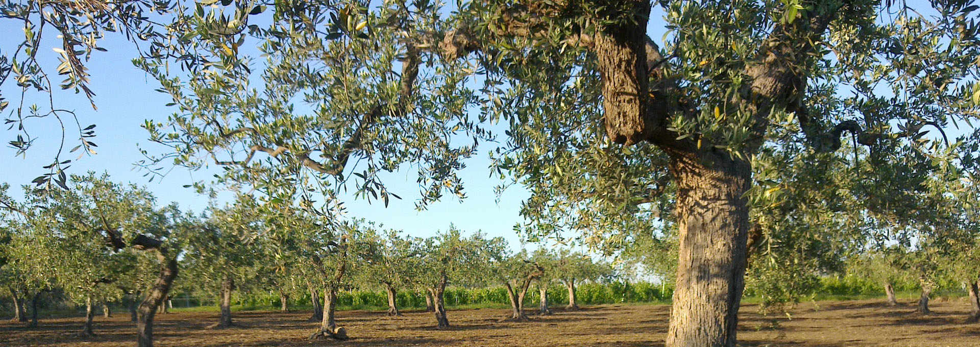 The Nocellara del Belice Olive