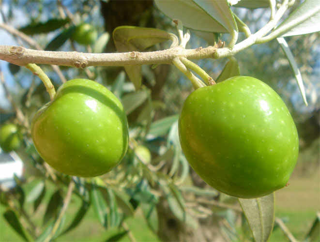 Nocellara del Belice DOP.