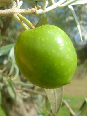 The Nocellara del Belice Olive