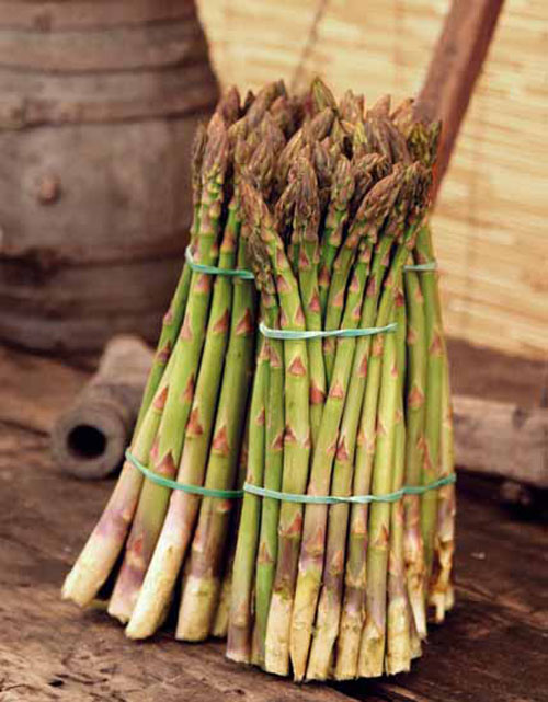The green asparagus of Altedo.
