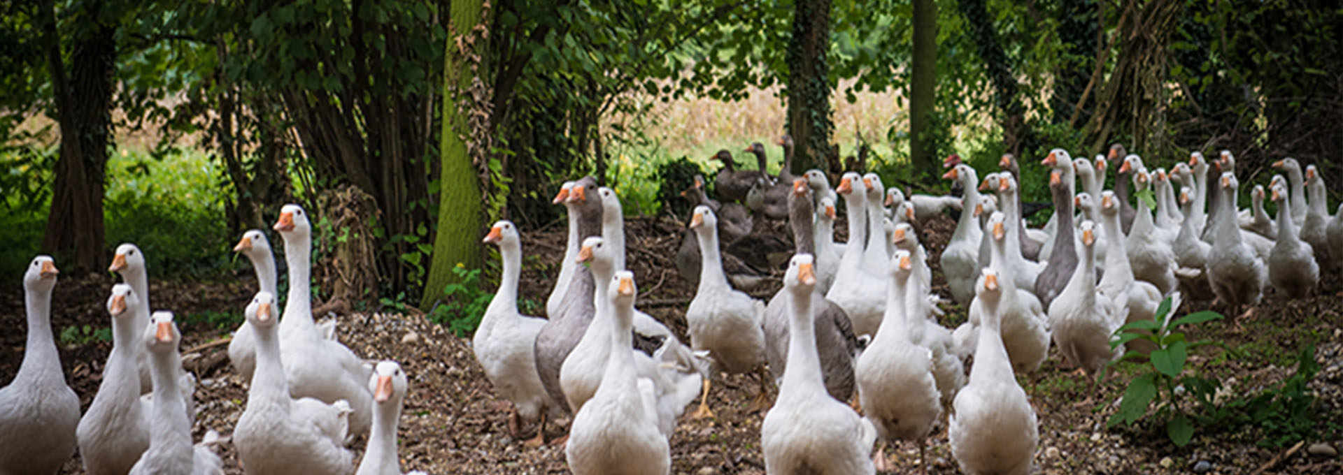 The Goose of Palmanova