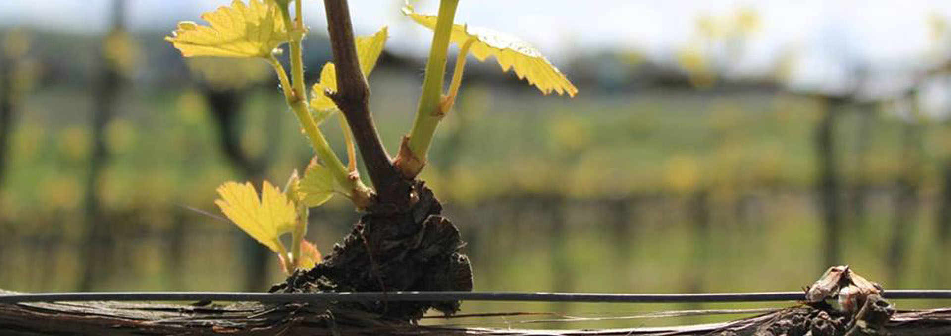 The Wine Route of Erice DOC