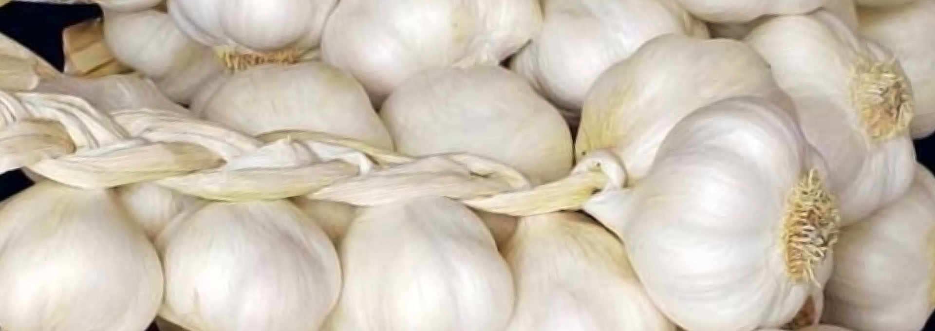 Polesine White Garlic: A Cure-All