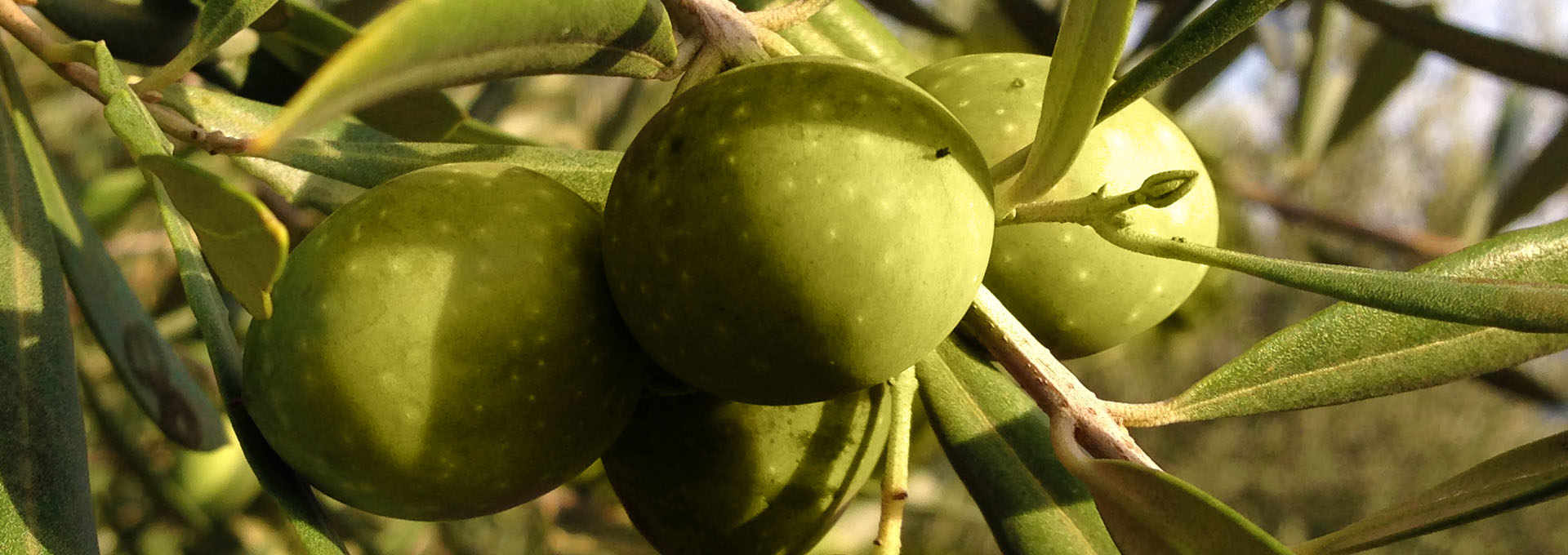 The Itrana Olive